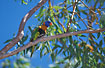 The colorfull Red-collared Lorikeet