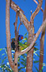 The colorfull Red-collared Lorikeet plays hide and seek