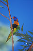 Photo ofRed-collared Lorikeet (Trichoglossus rubritorquis). Photographer: 