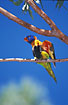 The colorfull Red-collared Lorikeet