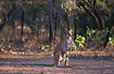 Photo ofAgile Wallaby (Macropus agilis). Photographer: 