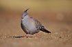 Crested Pigeon on the desert floor
