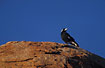 Australian Magpie on red desert rock