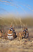 A group of Spinifex Pigeons