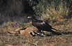 Wedge-tailed Eagle feeding on Kangaroo carcass