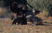 Photo ofWedge-tailed eagle (Aquila audax). Photographer: 