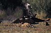 Wedge-tailed eagles fighting over kangaroo carcass	