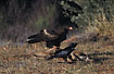 Wedge-tailed eagle and crowe at kangaroo carcass