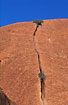 Trees growing in rock crevices on Ayers Rock (Uluru)