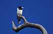 Photo ofPied Butcherbird (Cracticus nigrogularis). Photographer: 