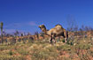 On of australias 100.000 wild camels