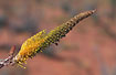 The nectar rich Honey Grevillea