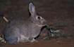 A rabbit eating - a cute pest animale