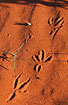 Bird tracks in the red desert sand
