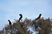 Red-tailed Black-cockatoos on a desert oak