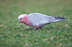 Galah eating the new shoots of grass