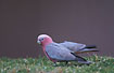 Galah eating the new shoots of grass