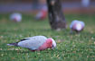 Galahs eating the new shoots of grass