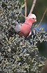 Galah with erected crest