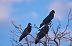 A group of Black-cockatoos in evening light