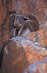 Photo ofBlack-flanked Rock Wallaby / Black-footed Rock Wallaby (Petrogale lateralis). Photographer: 