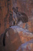 Rock Wallaby resting 