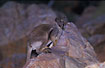 Photo ofBlack-flanked Rock Wallaby / Black-footed Rock Wallaby (Petrogale lateralis). Photographer: 