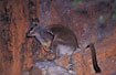 Rock Wallaby on cliff plateau