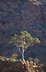 Photo ofGhost Gum (Eucalyptus papuana). Photographer: 