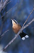 Photo ofGrey-crowned Babbler (Pomatostomus temporalis). Photographer: 