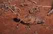 Well camouflaged grasshopper in the red desert sand