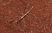 Stick-Insect in the desert sand