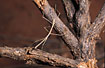 Active Stick-Insect