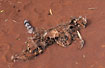 Dead cat in the desert sand