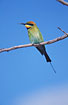 Rainbow Bee-eater on perch