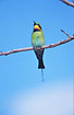 Rainbow Bee-eater with the two apparent tail feathers