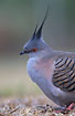 Close-up of Crested Pigeon