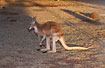 The largest kangaroo: Red Kangaroo - male (captive)
