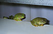 Treefrog in the toilet