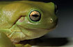 Close-up of treefrog