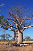 Photo ofBoab tree / Upside down Tree (Adansonia gregorii). Photographer: 