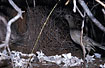 Bowerbird at the bower decorated with kangaroo bones 