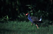 Purple Swamphen bobbing the tail characteristically