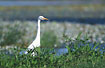 Intermediate Egret at lakeside