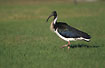 Photo ofStraw-necked Ibis (Threskiornis spinicollis). Photographer: 