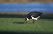 Straw-necked Ibis looking for worms