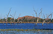 Trees indicating the recent creation of Lake Kununurra