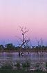 Trees indicating the recent creation of Lake Kununurra - sunset