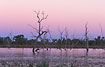 Trees indicating the recent creation of Lake Kununurra - sunset