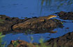 Photo ofMertens Water Monitor (Varanus mertensi). Photographer: 